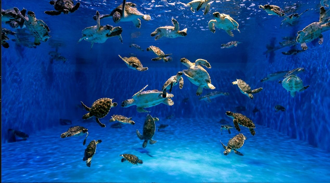 Environment Agency – Abu Dhabi rescues more than 250 turtles