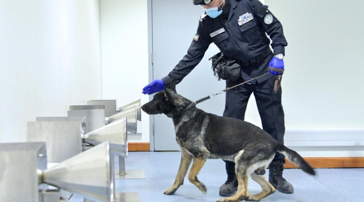 متحدہ عرب امارات نے کتوں کی پولیس کے زریعے کوویڈ19 کی تشخیص کر کے دنیا کو پیچھے چھوڑ دیا